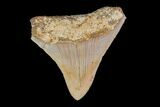 Serrated Megalodon Tooth - Indonesia #154615-2